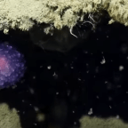 {Watch} Scientists discover mysterious, glowing, purple orb near ocean floor, have no idea what it is.