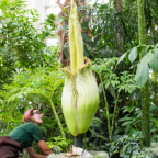 New Yorkers: Now’s Your Chance to Smell the Corpse Flower!