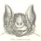 People are now paying to be injected with ‘young blood’